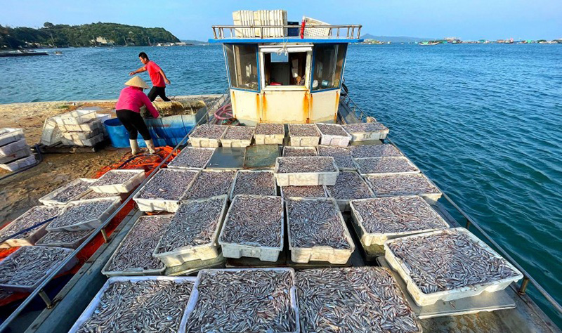Chợ cá Chiến Thắng
